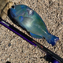 Load image into Gallery viewer, Blue fish on a gravel surface next to aimrite wet mammal roller speargun