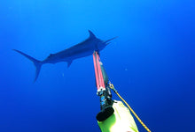Load image into Gallery viewer, Vendetta double roller bluewater speargun underwater with marlin