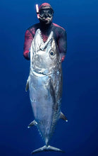 Load image into Gallery viewer, dogtooth shot with Vendetta double roller bluewater speargun