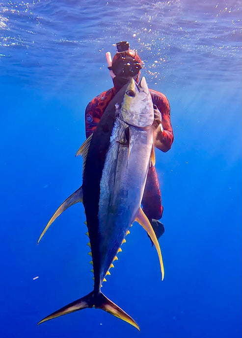 Tuna Aggregation Continued... Part 2