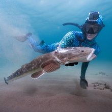 Load image into Gallery viewer, Diver in clear water, wearing a wetsuit and holding a flathead
